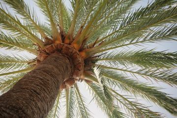 Entretien des palmiers
